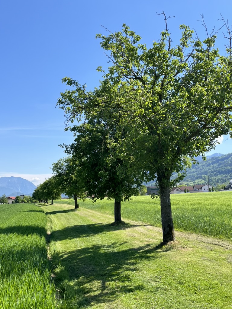 46ACD498-D931-4D46-B1B3-C5F901784D48_1_105_c Bäume stehen auf einem Feld bei mentalem Training in der Natur.