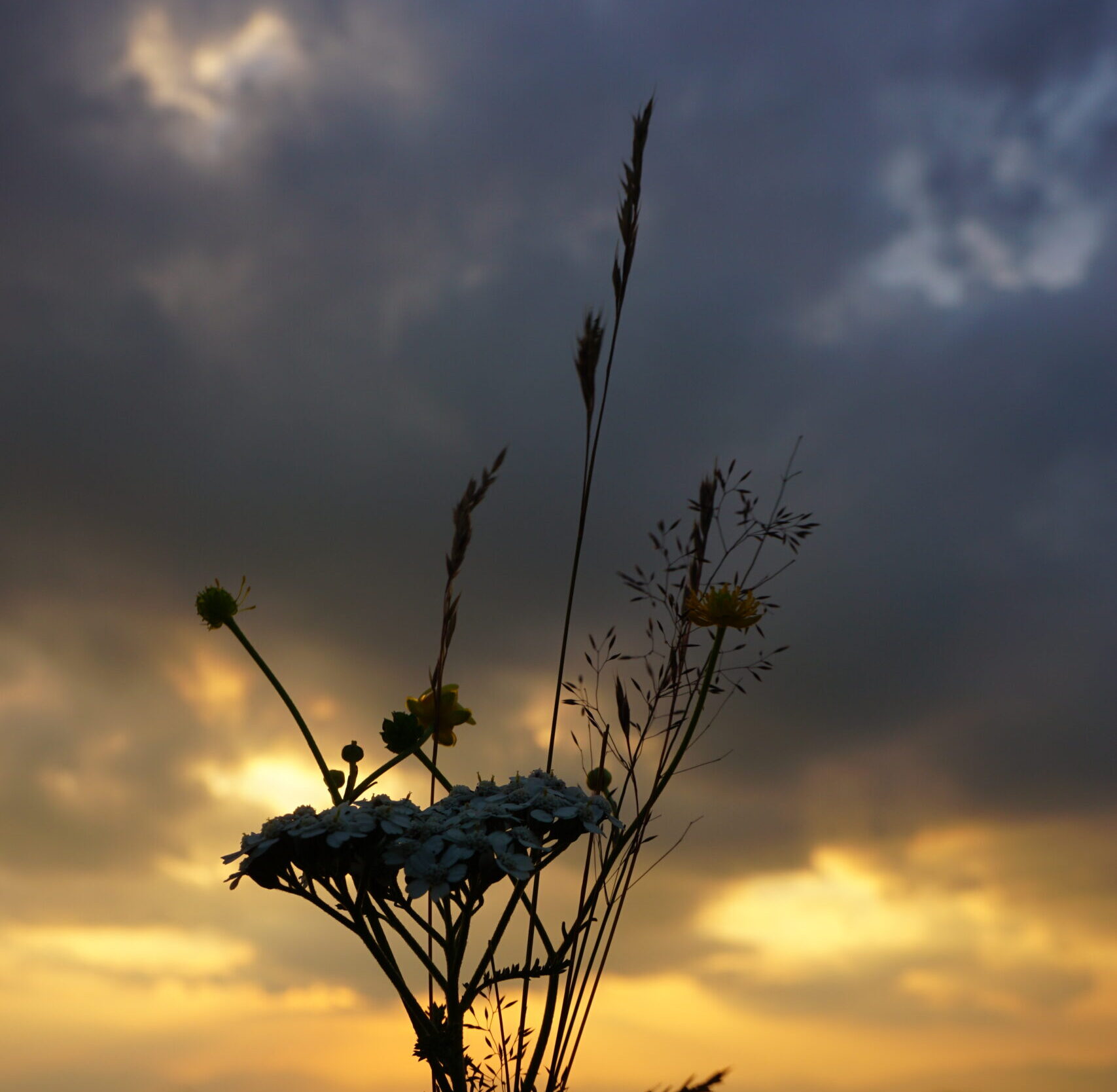 Mentaltraining Tipps, Blumenstrauß bei Sonnenuntergang