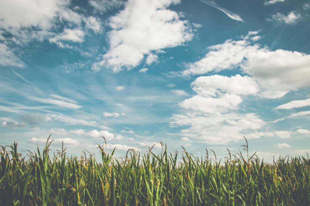 field-corn-air-frisch-158827-158827 Mentaltraining