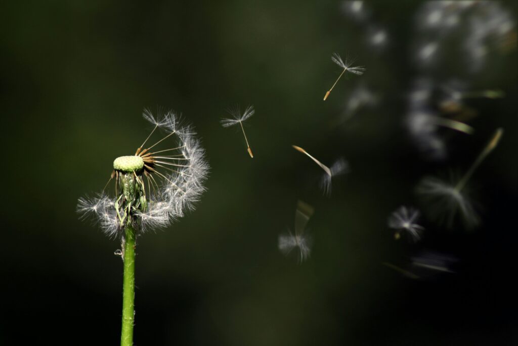 pexels-photo-289323-289323 Pusteblume Mentaltraining