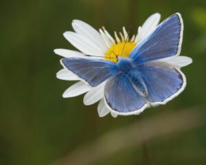 Beautiful close-up of a common blue butterfly resting on a daisy flower, showcasing delicate wings.