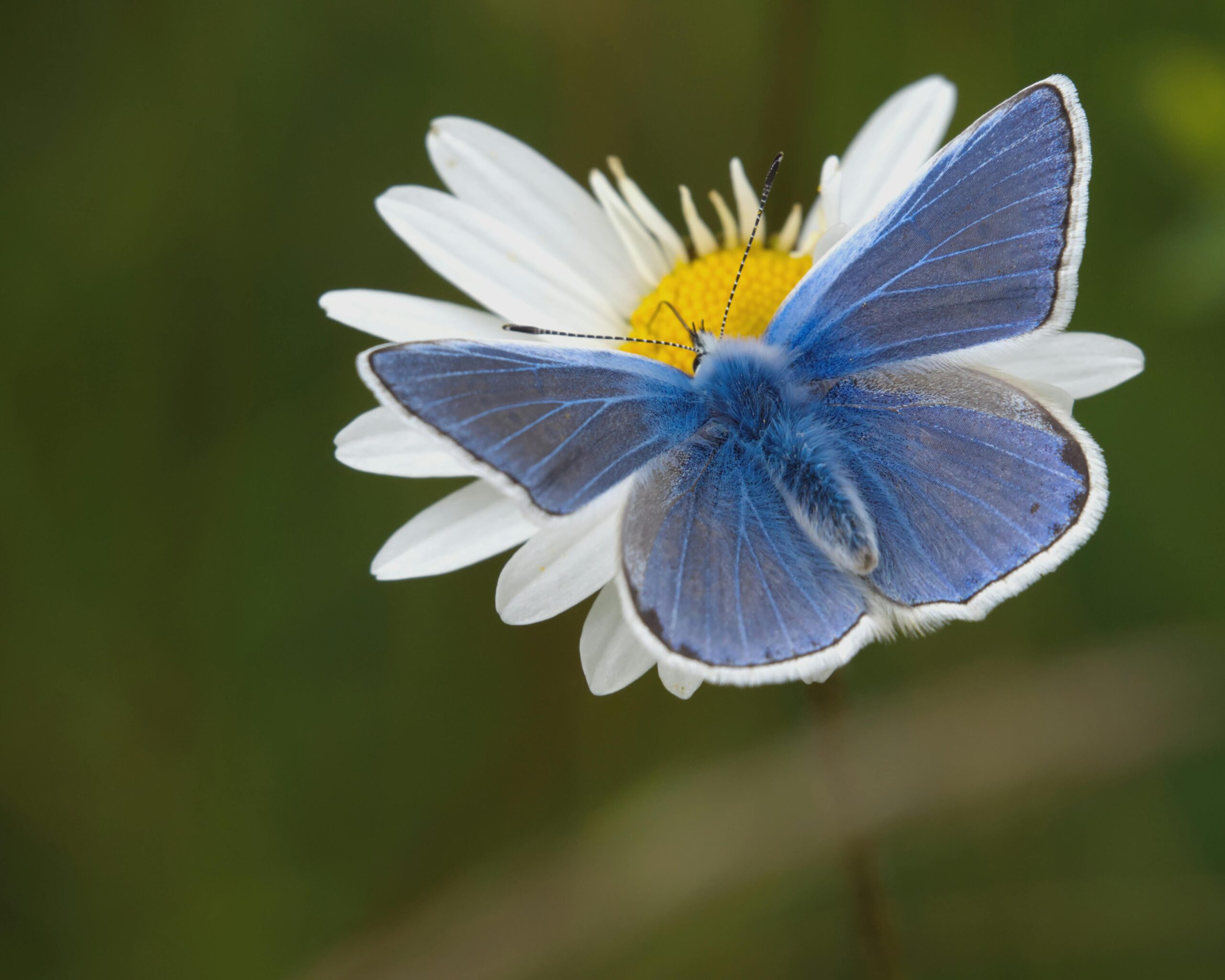 Beautiful close-up of a common blue butterfly resting on a daisy flower, showcasing delicate wings.