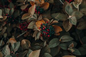 Close-up of colorful berries and autumn leaves showcasing nature's beauty in fall.