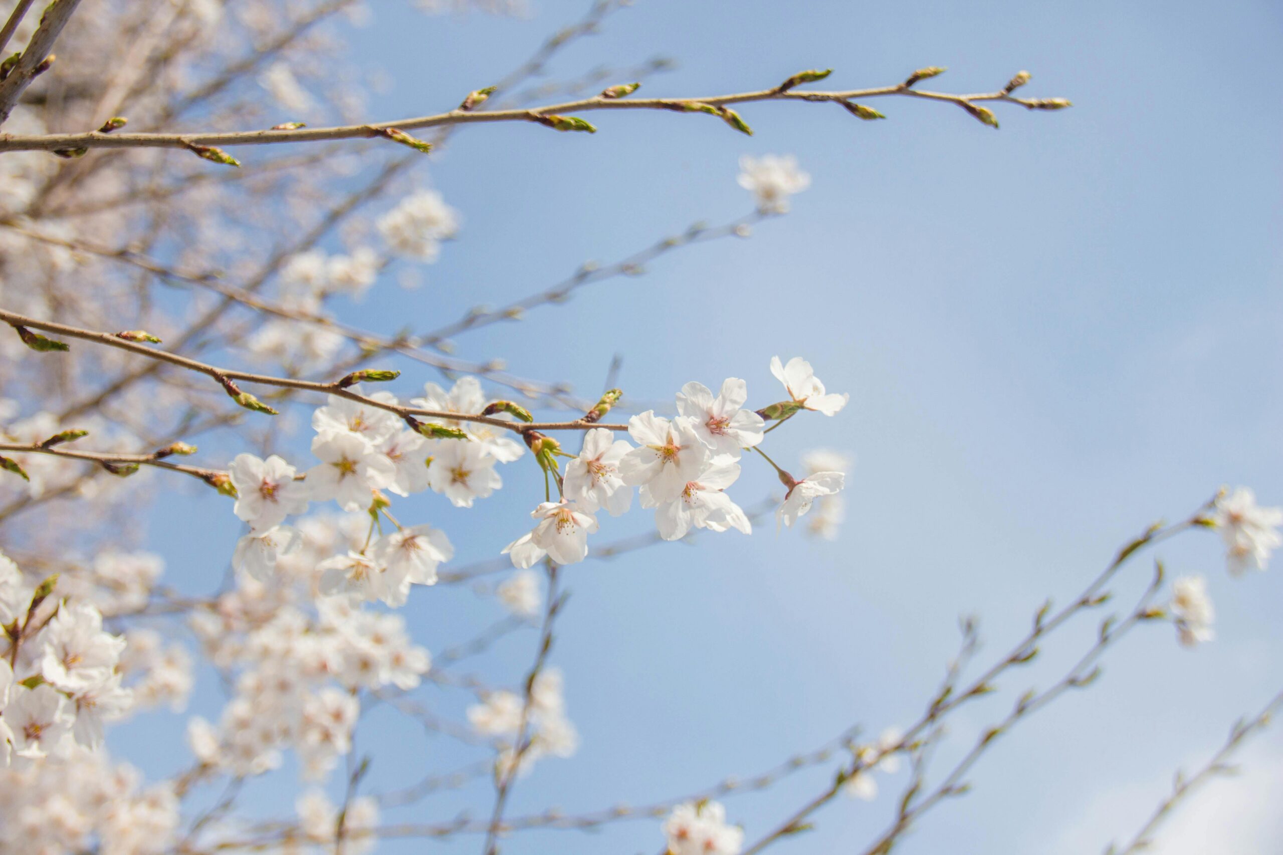 Vibrant cherry blossoms in full bloom on a clear spring day.