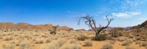 Beautiful arid desert scene with dried tree and mountains under a clear blue sky.